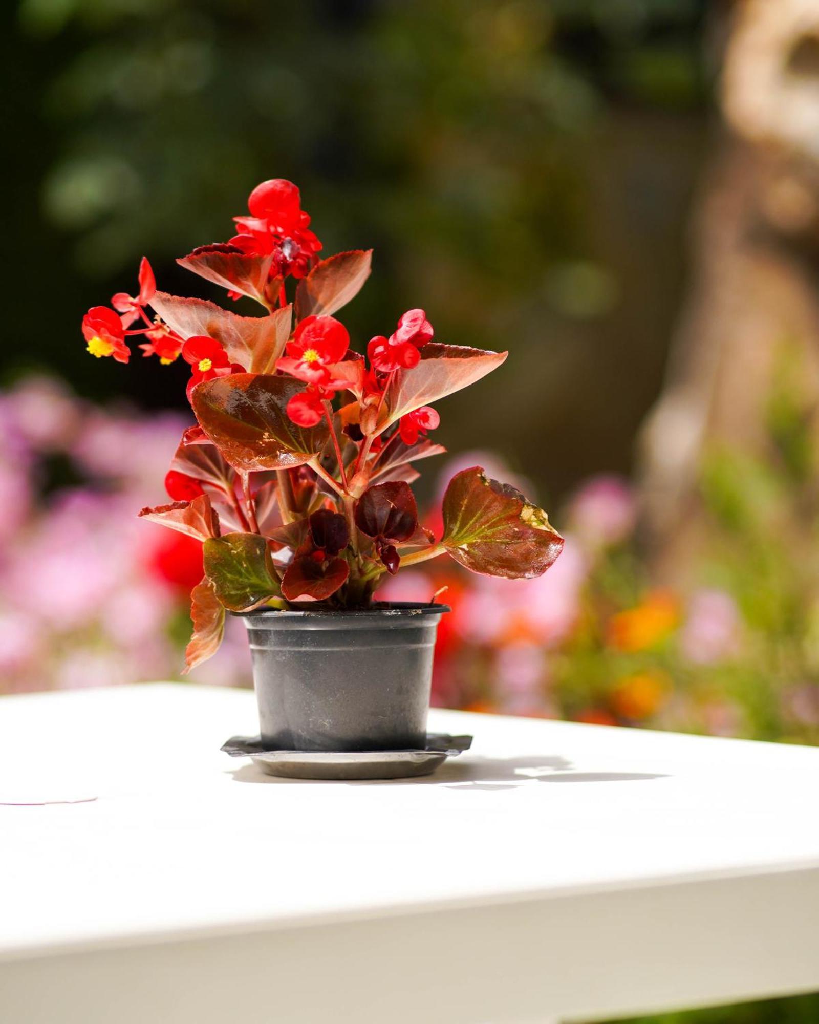 Vila Aliaj Deluxe Groundfloor With Beautiful Garden Apartment Durrës